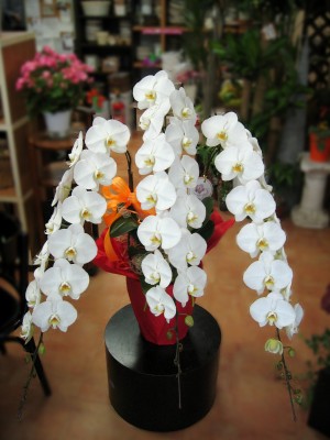 花メール4