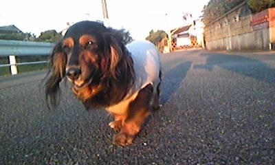 元気になった愛犬ベル